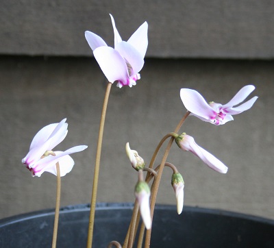 Cyclamen hederifolium