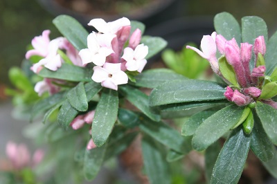 Daphne x transatlantica ‘Eternal Fragrance’