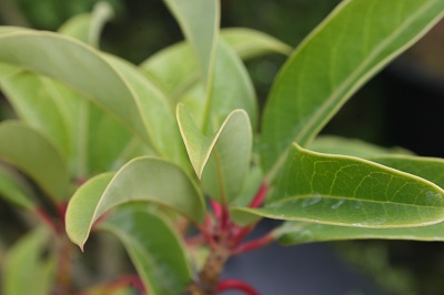 Daphniphyllum ‘Macropodum’