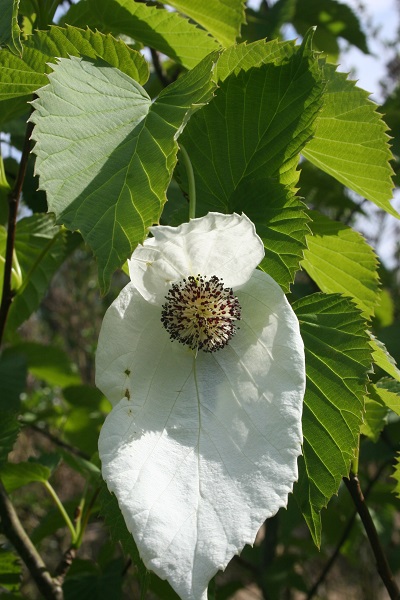 Davidia involucrata