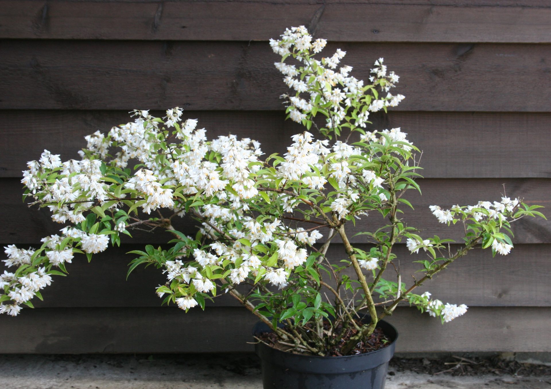 Deutzia pulchra