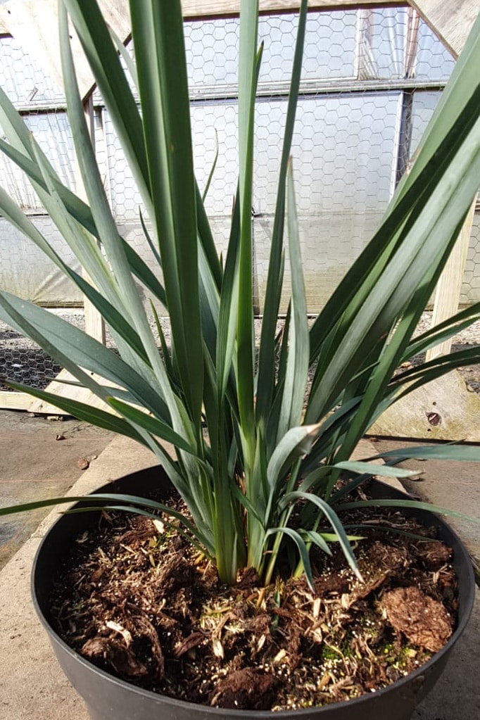 Dianella caerulea ‘Cassa Blue’