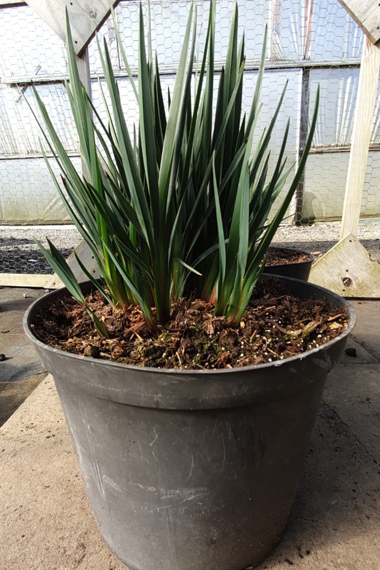 Dianella revolua ‘Little Rev’