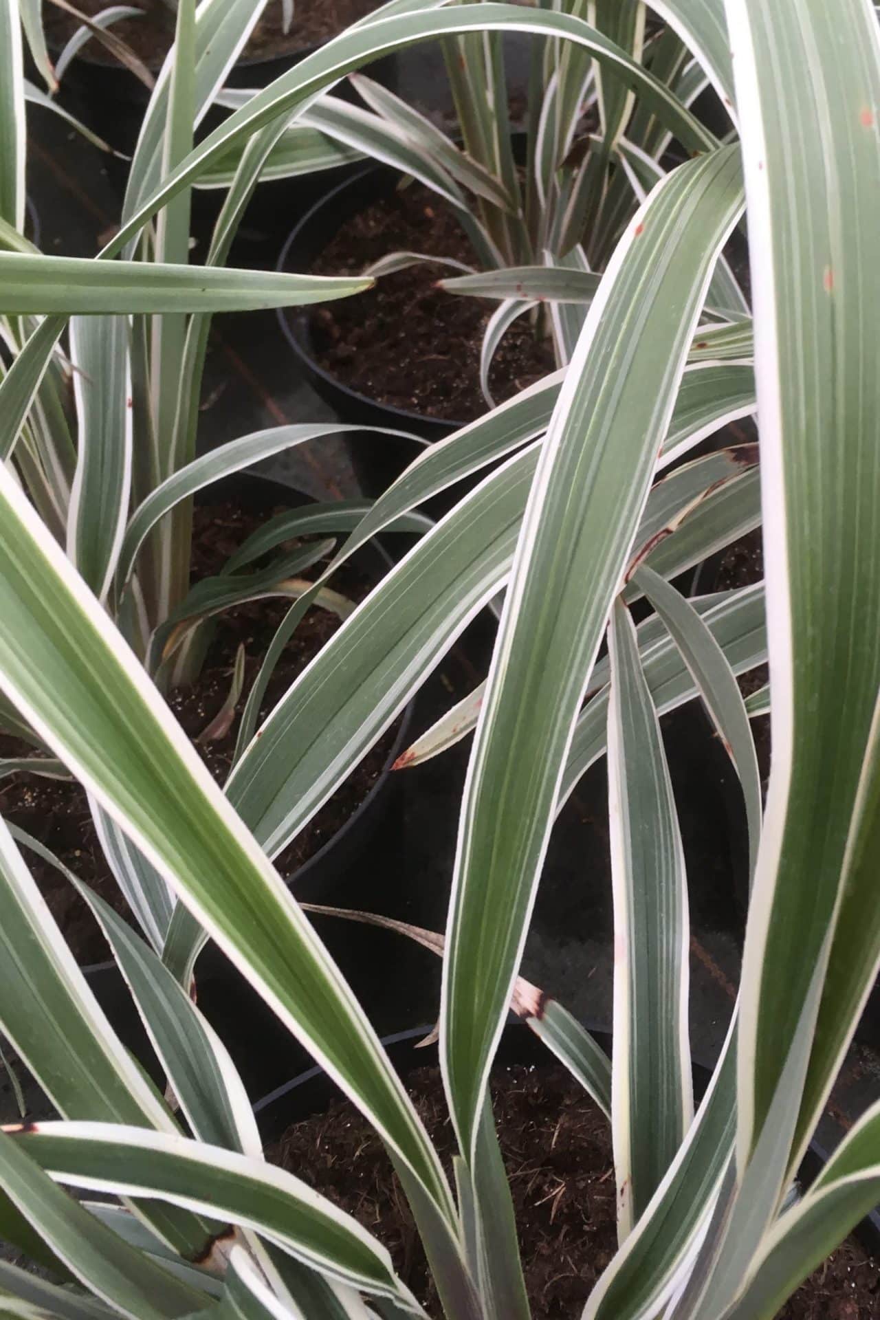 Dianella tasmanica ‘Wyeena’