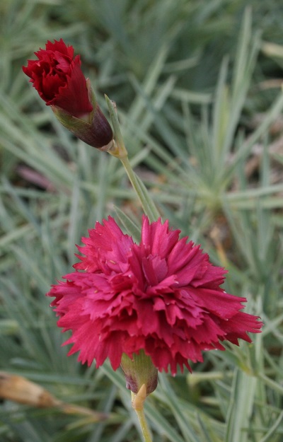 Dianthus ‘Eleanor’s Old Irish’