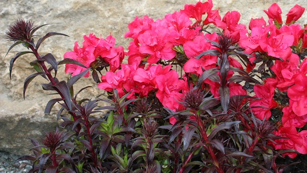 Dianthus barbatus Nigrescens Group