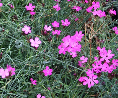 Dianthus carthusianorum