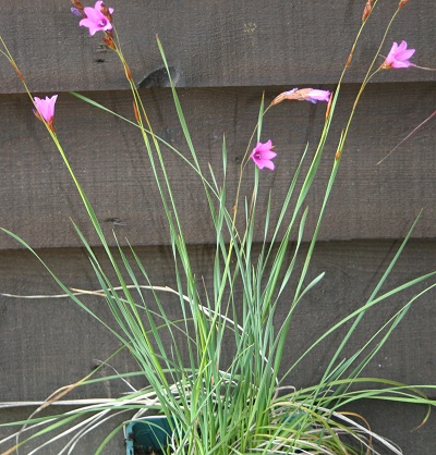 Dierama trichorhizum