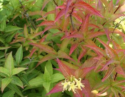 Diervilla sessilifolia ‘Butterfly’