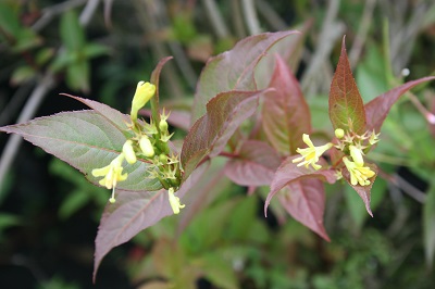 Diervilla x splendens