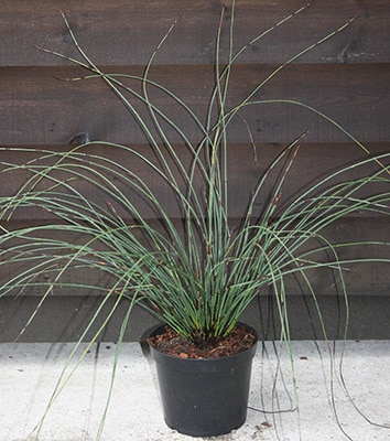 Elegia tectorum (Chondropetalum tectorum)