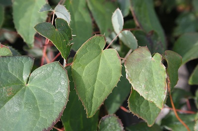 Epimedium grandiflorum ‘Lilafee’