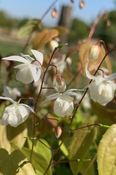 Epimedium ‘Niveum’