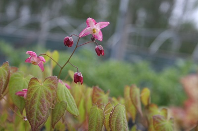 Epimedium grandiflorum ‘Rubrum’