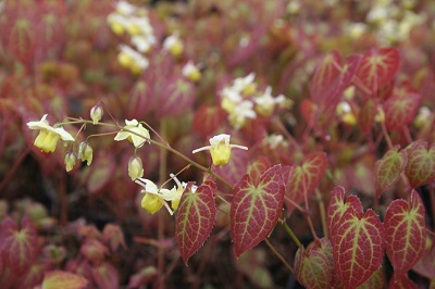 Epimedium x versicolor ‘Sulphureum’