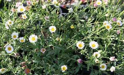 Erigeron karvinskianus