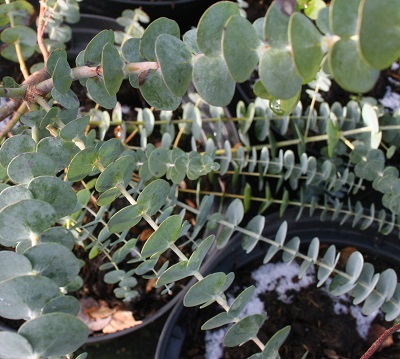 Eucalyptus pulverulenta ‘Baby Blue’