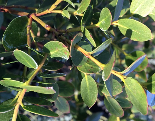 Eucalyptus subcrenulata