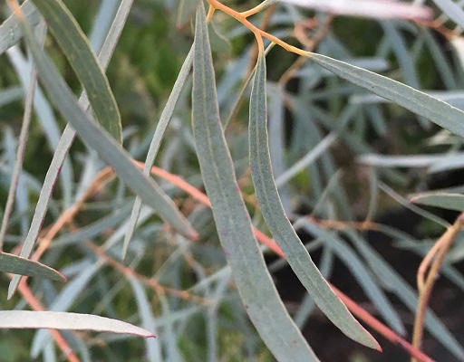 Eucalyptus nicholii