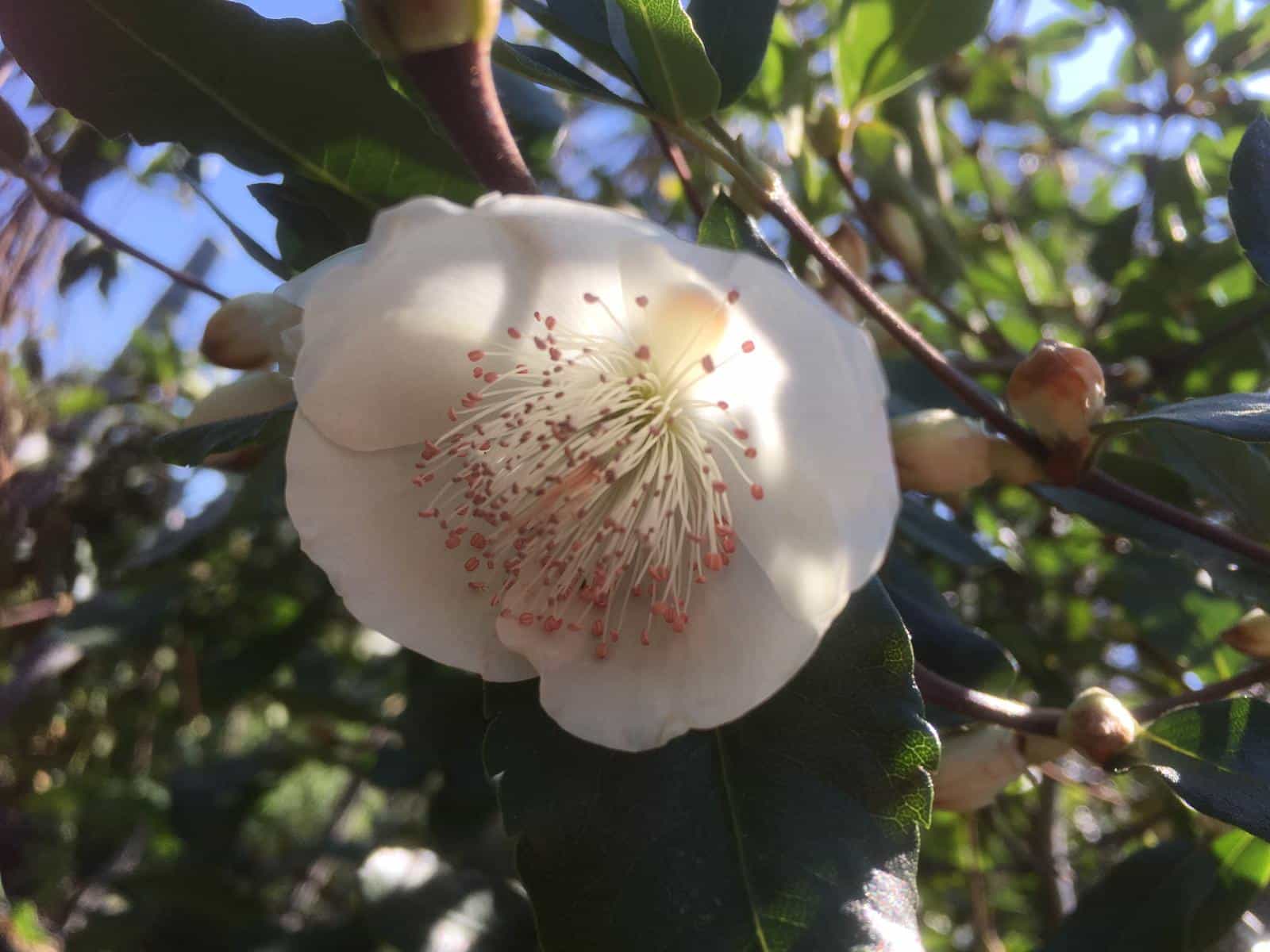 Eucryphia x nymanensis ‘Nymansay’