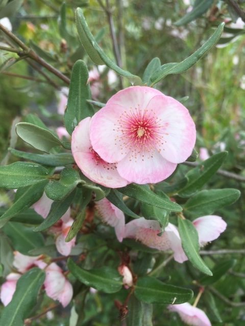 Eucryphia lucida ‘Pink Cloud’