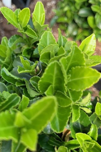 Euonymus japonicus ‘Green Rocket’
