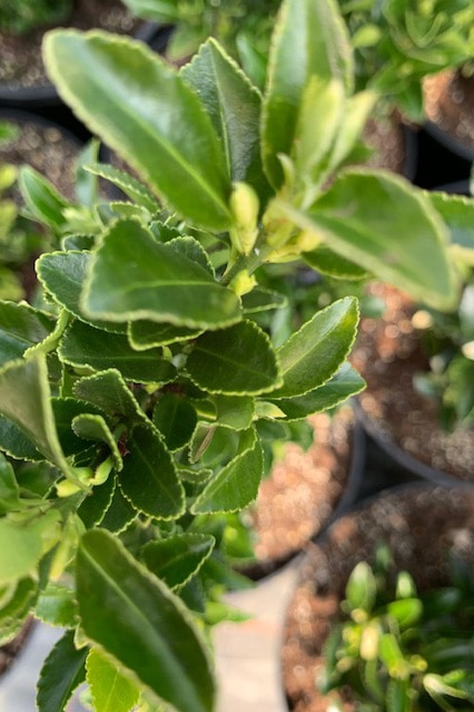 Euonymus japonicus ‘Francien’
