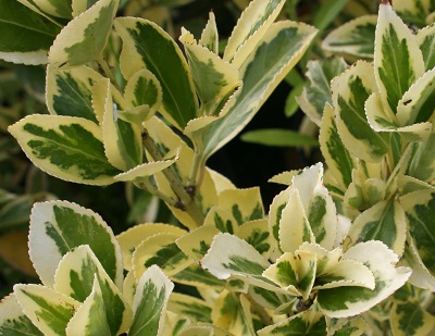 Euonymus japonicus ‘Bravo’