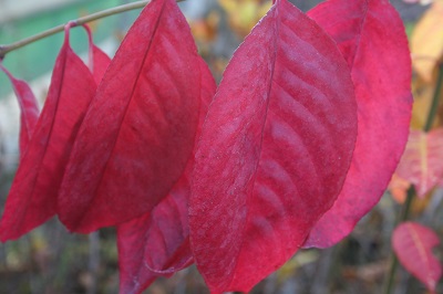 Euonymus grandiflorus ‘Ruby Wine’