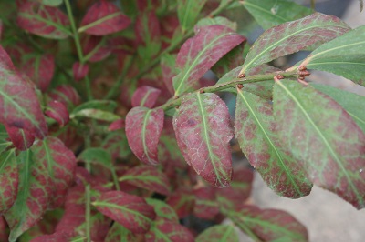 Euonymus alatus ‘Compactus’