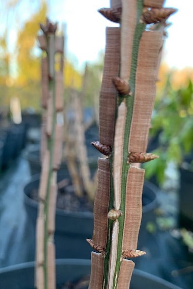 Euonymus alatus ‘Blade Runner’