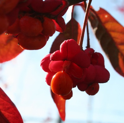 Euonymus x europaeus ‘Red Cascade’