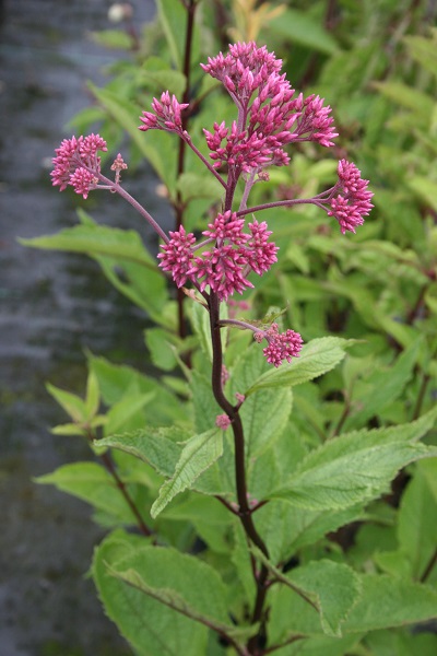 Eupatorium maculatum Atropurpureum Group