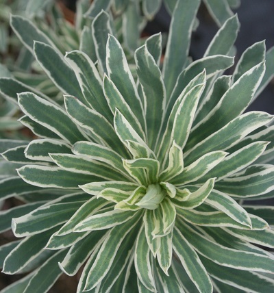 Euphorbia characias ‘Glacier Blue’