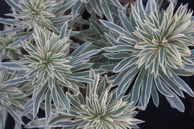 Euphorbia characias ‘Tasmanian Tiger’