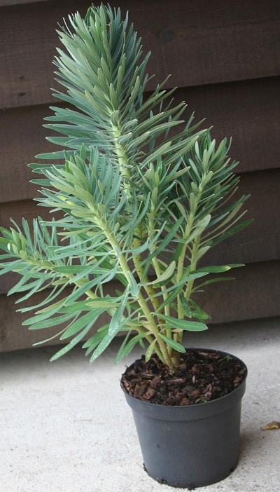 Euphorbia characias subsp. wulfenii