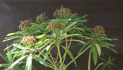 Euphorbia mellifera