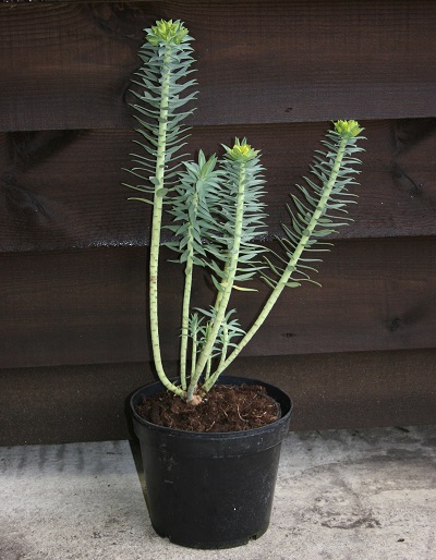 Euphorbia rigida