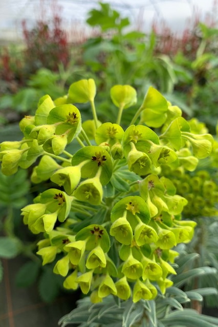 Euphorbia characias ‘Shorty’
