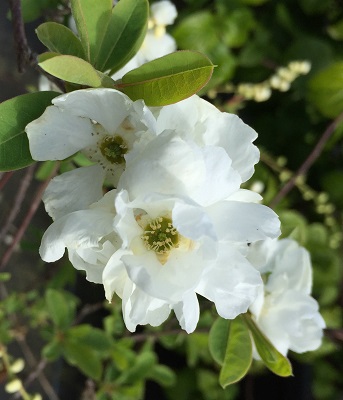 Exochorda x macrantha ‘The Bride’