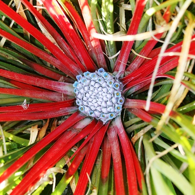 Fascicularia bicolor