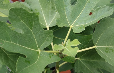 Ficus carica ‘Brown Turkey’