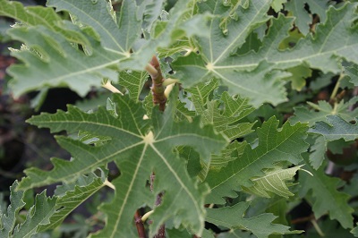 Ficus carica ‘Ice Crystal’