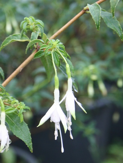 Fuchsia ‘Hawkshead’