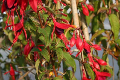 Fuchsia ‘Lady Boothby’
