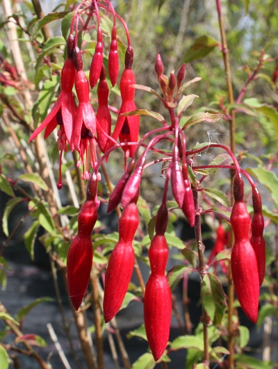 Fuchsia magellanica var. gracilis