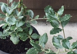 Garrya elliptica ‘James Roof’