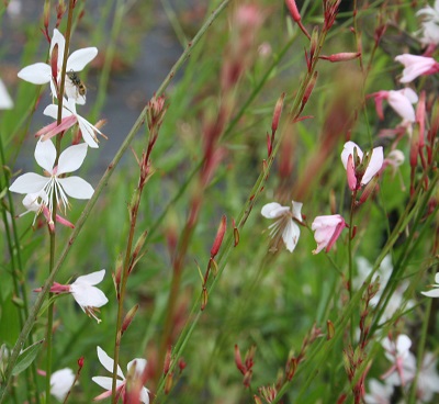 Gaura lindheimeri ‘The Bride’