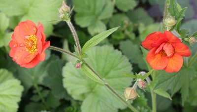 Geum ‘Scarlet Tempest’