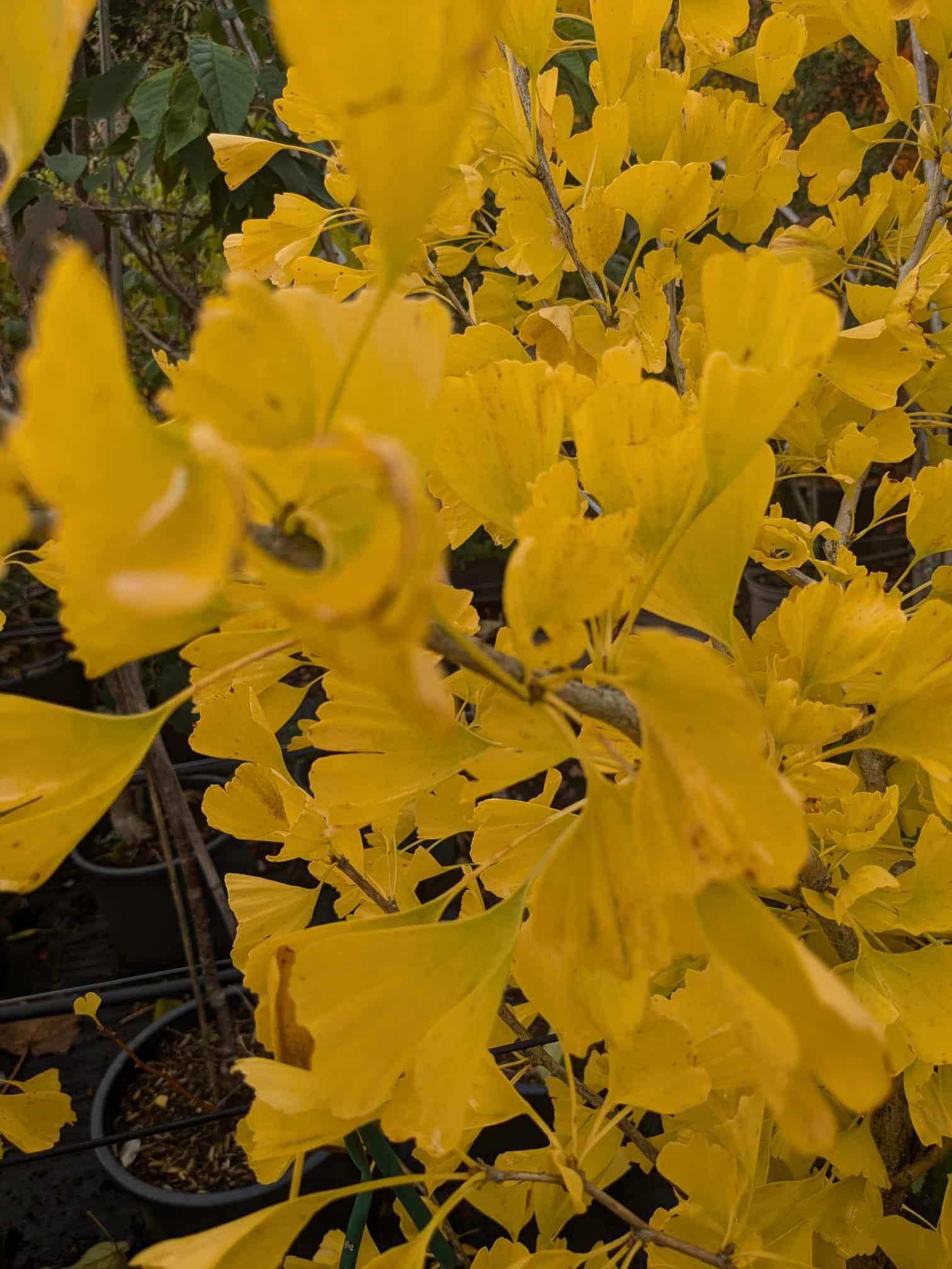 Gingko biloba